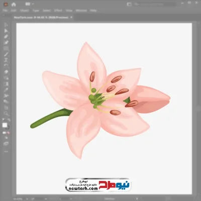 تصویر وکتور گل سوسن صورتی با فرمت eps