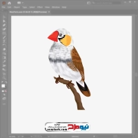 فایل وکتور پرنده فنچ زبرا