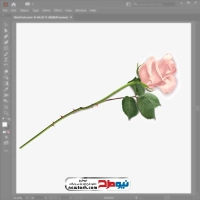 فایل وکتور شاخه گل رز صورتی