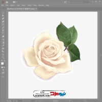 فایل وکتور گل رز سفید