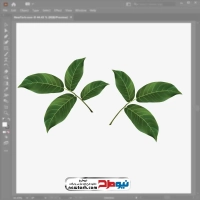 فایل وکتور برگ سبز